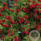 Rosa (K) 'Horjasper' 150-175 cm vierkant rond 5,5L