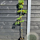 Actinidia a. 'Ken's Red' 150-175 cm vierkant rond 5,5L