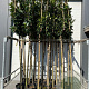 Prunus l. 'Novita' 200 cm stam 25L Leivorm