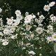 Anemone hyb. 'Whirlwind' GM P9