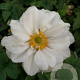Anemone hyb. 'Whirlwind' GM P9