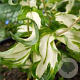 Disporum cantoniense 'Moonlight' 25-30 cm 5,0L