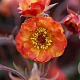 Geum 'Alabama Slammer' GM P9