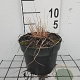 Molinia caerulea GM 2,0L