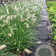 Pennisetum al. 'Hameln' 50-60 cm 7,5L