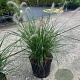 Pennisetum al. 'Hameln' 50-60 cm 7,5L
