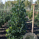 Ilex 'Nellie R. Stevens' 100-125 cm met kluit