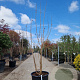 Koelreuteria paniculata 250-300 cm container meerstammig
