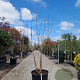 Koelreuteria paniculata 250-300 cm container meerstammig