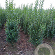 Ligustrum ovalifolium 175-200 cm met kluit