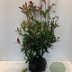 Photinia fraseri 'Red Robin' 60-80 cm met kluit