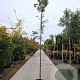 Quercus ilex 6-8 HO container