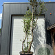 Quercus suber 450-500 cm container meerstammig