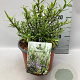 Hebe 'Warleyensis' GM 2,0L