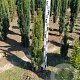 Taxus b. 'Fastigiata Robusta' 80-90 cm met kluit