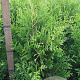 Thuja occ. 'Brabant' 80-100 cm met kluit