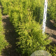 Thuja occ. 'Brabant' 80-100 cm met kluit