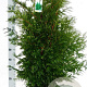 Thuja occ. 'Brabant' 100-125 cm met kluit