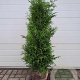 Thuja occ. 'Brabant' 125-150 cm met kluit