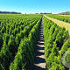 Thuja occ. 'Smaragd' 80-100 cm met kluit