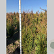 Thuja pl. 'Atrovirens' 125-150 cm met kluit
