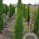 Thuja pl. 'Atrovirens' 150-175 cm met kluit