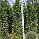 Thuja pl. 'Excelsa' 200-225 cm met kluit