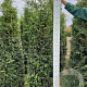 Thuja pl. 'Gelderland' 175-200 cm met kluit