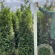 Thuja pl. 'Gelderland' 200-225 cm met kluit