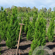Thuja pl. 'Martin' 125-150 cm met kluit