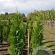 Thuja pl. 'Martin' 150-175 cm met kluit