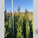 Thuja pl. 'Martin' 200-225 cm met kluit