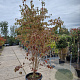 Cornus kousa chinensis 200-250 cm container meerstammig