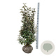 Elaeagnus ebb. 'Compacta' 100-125 cm met kluit