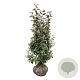 Elaeagnus ebb. 'Compacta' 100-125 cm met kluit