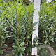 Prunus l. 'Caucasica' 80-100 cm met kluit