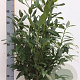 Prunus l. 'Herbergii' 80-100 cm met kluit