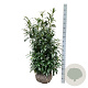 Prunus l. 'Herbergii' 100-125 cm met kluit
