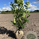 Prunus l. 'Novita' 100-125 cm met kluit