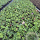 Geranium Rozanne GM P9