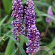 Liriope muscari 'Royal Purple' GM P9