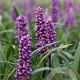 Liriope muscari 'Royal Purple' GM P9