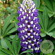 Lupinus 'Gallery Blue' GM P9