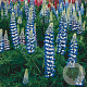 Lupinus 'Gallery Blue' GM P9