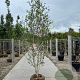 Betula utilis 'Doorenbos' 350-400 cm draadkluit meerstammig op aanvraag