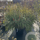 Fargesia rufa 80-100 cm 5,0L