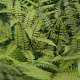 Athyrium vidalii GM P9