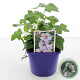 Lavatera 'Lilac Lady' 15-20 cm 3,0L