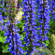 Salvia nemorosa 'Sensation Medium Deep Blue' GM  P11