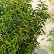 Prunus l. 'Angustifolia' 10-12 HO container 190STAM
